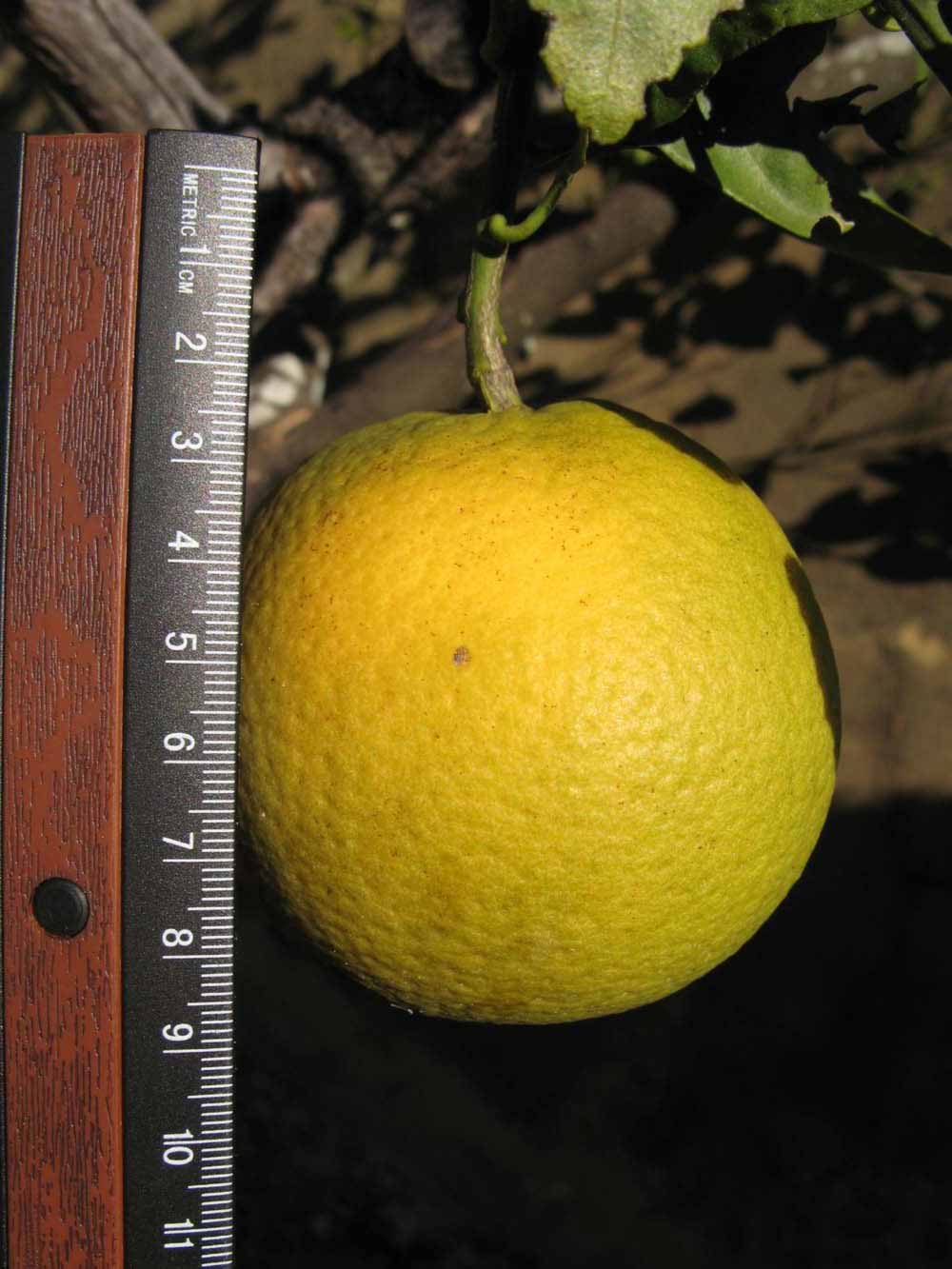            Fruit (Winter Haven, FL)   